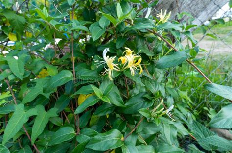 Closeup of Beautiful Japanese Honeysuckle Flowers with Green Leaves ...