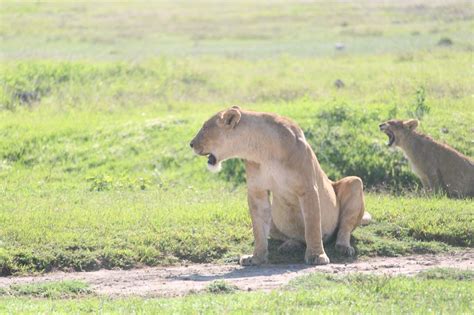 Experience The Best Of Manyara Serengeti And Ngorongoro In A 5 Day