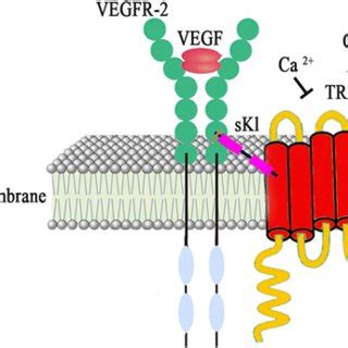 Schematic Representation Of The Molecular Complex Formed By Vascular