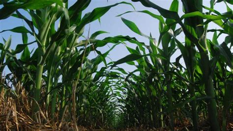 Acqua E Agricoltura Un Rapporto Sostenibile La Stampa