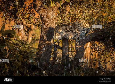 Leopard Panthera Pardus Jumping Down A Tree In Kruger National Park