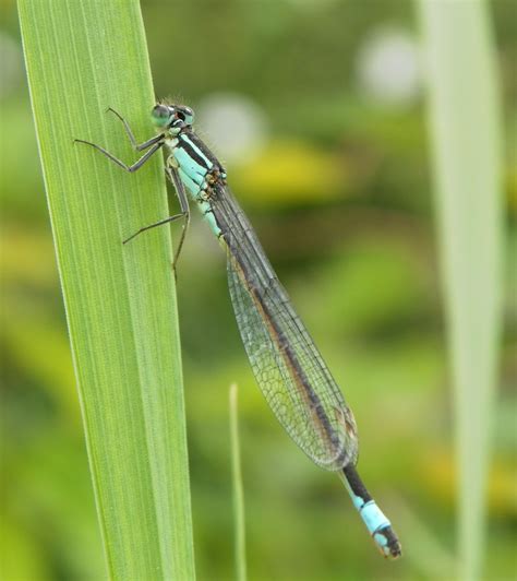 Blue Tailed Damsel Fly Samsung Digital Camera Flickr