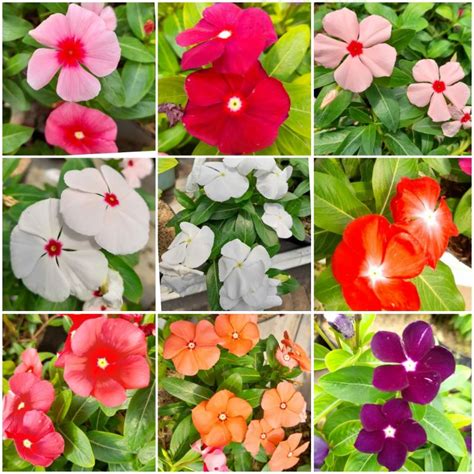 Jual Tanaman Bunga Vinca Vinca Gantung Shopee Indonesia