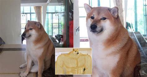 Beloved meme dog, Cheems the Shiba Inu, passes away aged 12 ...