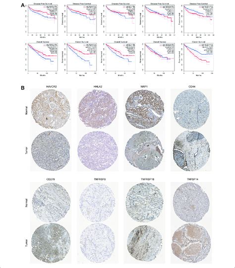 Immunological Checkpoint Variability A Expression Levels Of