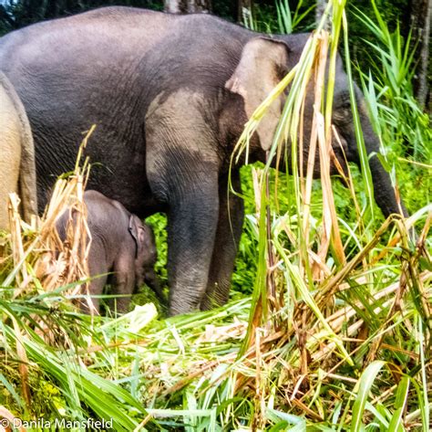 Borneo Pygmy Elephants – NotDunRoamin - travel blog