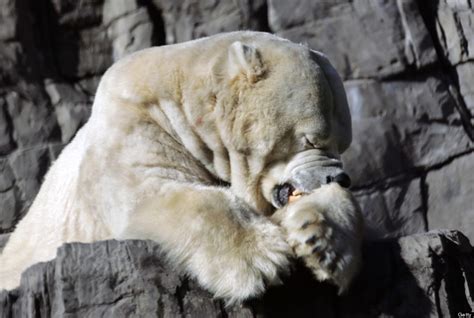 Gus, Central Park Zoo's Polar Bear, Has Died | HuffPost