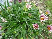 categorygazania rigens wikimedia commons