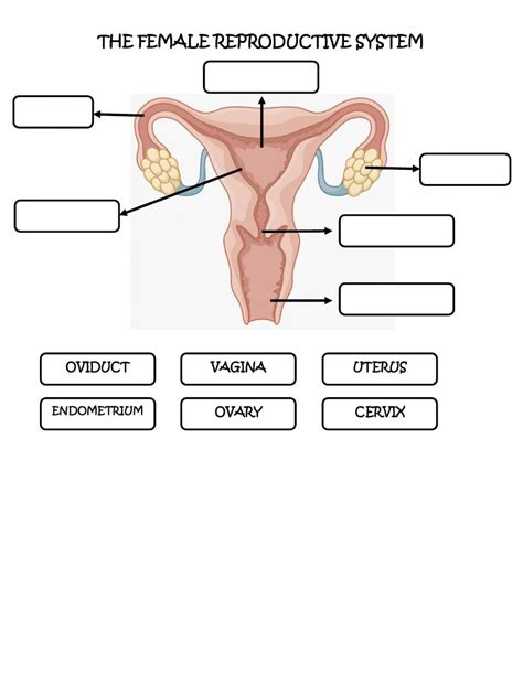 The Female Reproductive System Worksheet Reproductive System Female