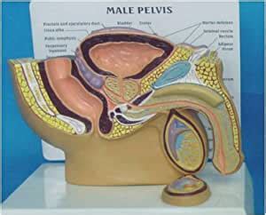 WZXCV Vücut Modeli Erkek İdrar Sistemi Modeli İnsan Anatomik Erkek