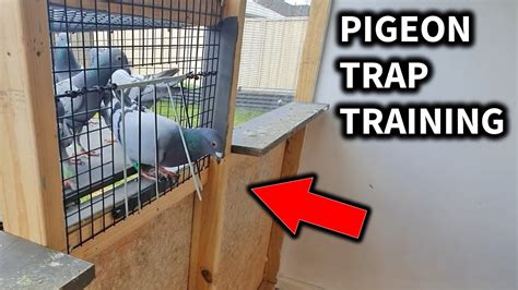 Pigeon Trap Training Youtube