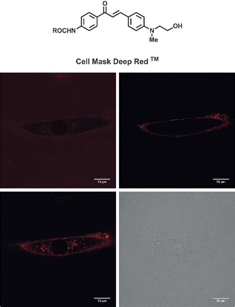 Figure From Structural Control Of Cell Permeability With Highly