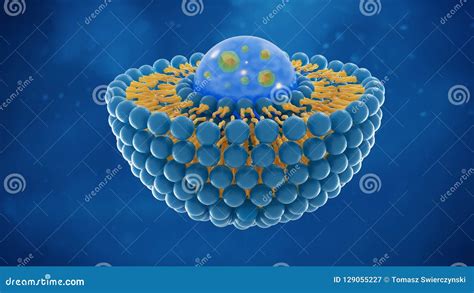 Structure Of Liposome Vector Illustration | CartoonDealer.com #232754374