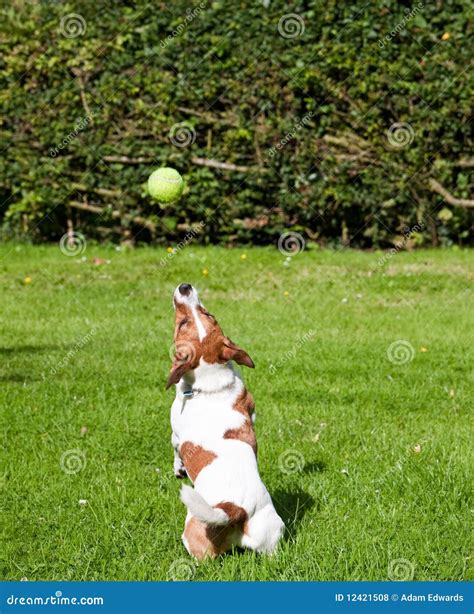 Jack Russell Terrier Jumping For Her Ball Stock Photo Image 12421508