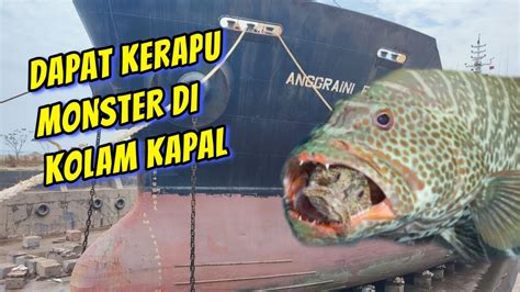 Dapat Ikan Kerapu Monster Di Kolam Kapal Youtube