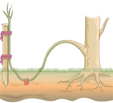 Asexual Reproduction Boundless Biology