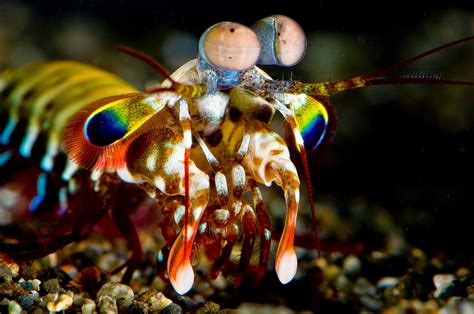 Mantis Shrimp Photos Wallpapers The Fun Bank