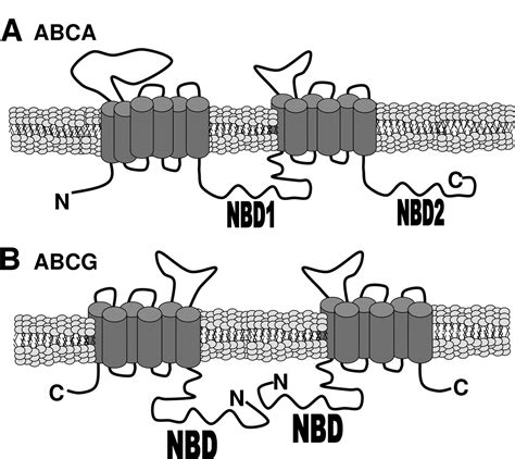 Atp Binding Cassette Cholesterol Transporters And Cardiovascular