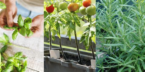 Aproveitando Ervas Frescas Na Cozinha Dicas De Cultivo E Receitas