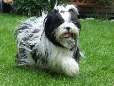 Lhasa Apso Características Da Raça Fotos E Vídeos