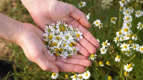 Esta es la poderosa razón por la que la manzanilla es la mejor opción ...