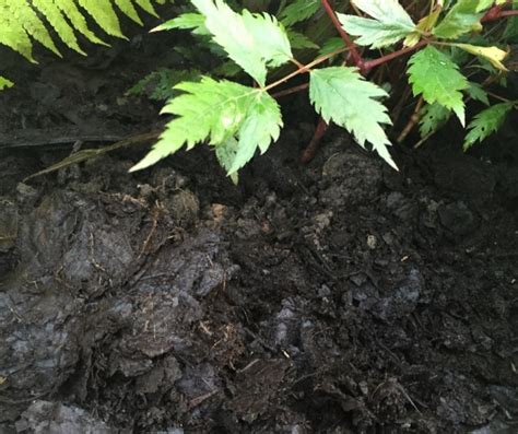 Easy Steps to Make Leafmould Compost - Scotland Grows Magazine