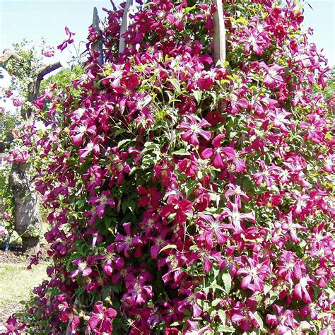 Clematis Viticella Mme Julia Correvon Native Plants Pflanzenversand