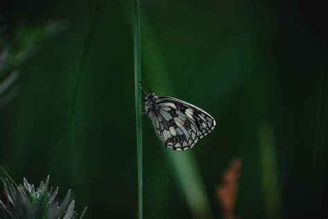 Butterflies Butterfly Insect Free Photo On Pixabay Pixabay