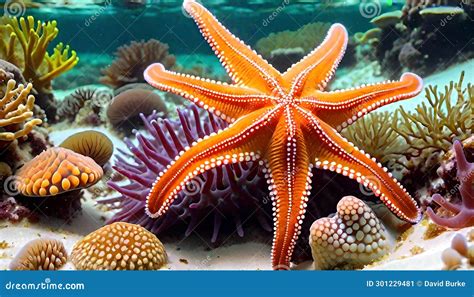 sea star starfish brittle stars echinoderm coral reef stock