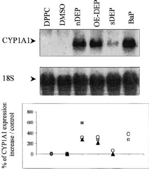 Induction Of Cyp1a1 Gene Expression In 16hbe Cells Treated Or Not With