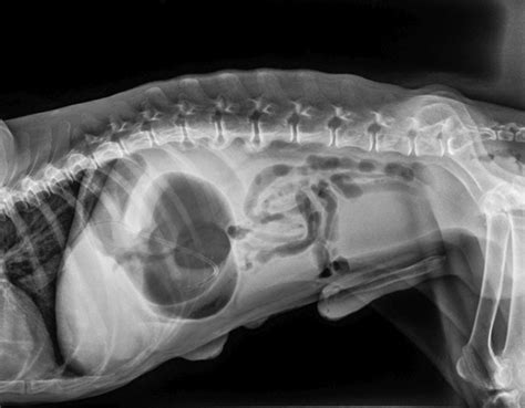 Dog Bloat And Gdv Symptoms Treatments And Prevention