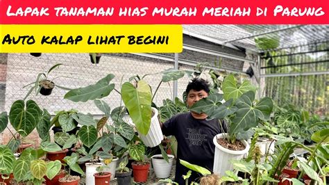 LAPAK TANAMAN HIAS MURAH MERIAH DI PARUNG MONSTERA MINT MURAHH DISINI