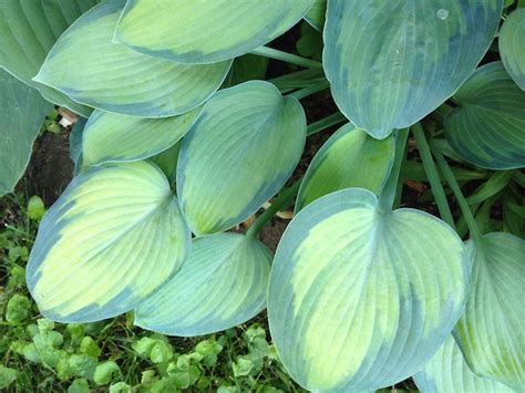 Hosta Paradise Joyce Catrinas Garden