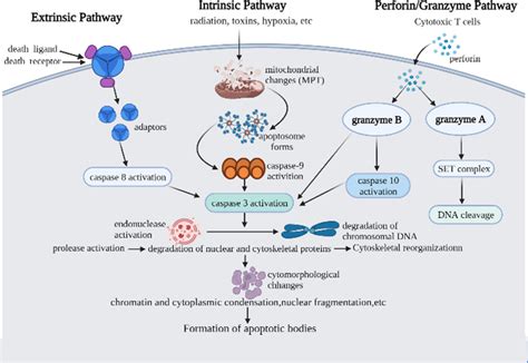 Intrinsic Extrinsic And Perforin Granzyme Pathway Interactions