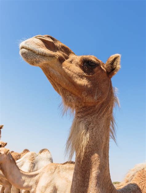 Camelos No Deserto Foto De Stock Imagem De Curso Fundo 156510508