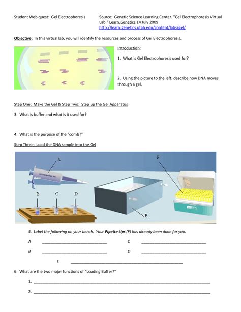 Gel Electrophoresis Worksheets Engage Learn And Master Dna Analysis