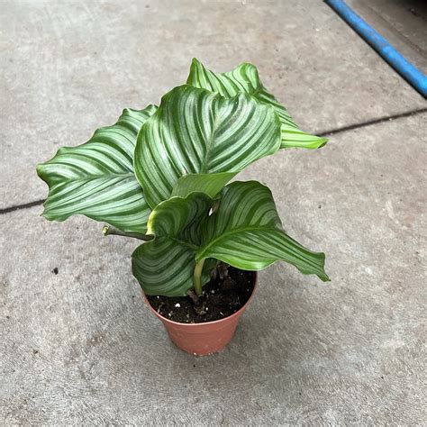 4″ Calathea Orbifolia – The (KC) Plant Factory