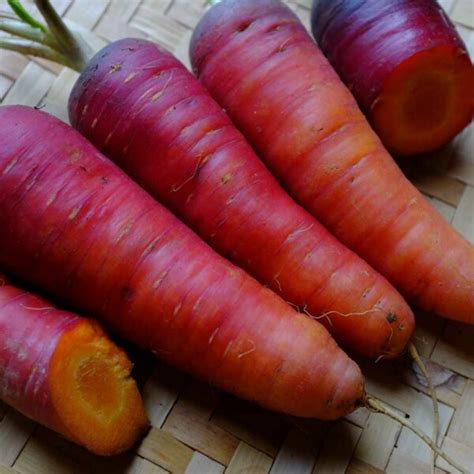 Carotte Longue Rouge Sang Bio La Boîte à Graines