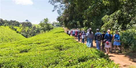 Kiambethu Tea Farm Day Tour Tania Safaris Of Africa