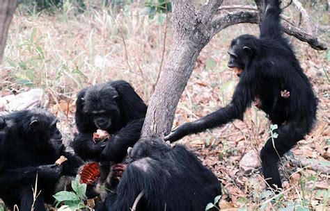 Chimpanzee intelligence has a genetic basis