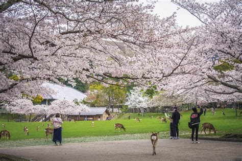 Sakura in Nara: The Best Cherry Blossoms Spots and Deer Sightings