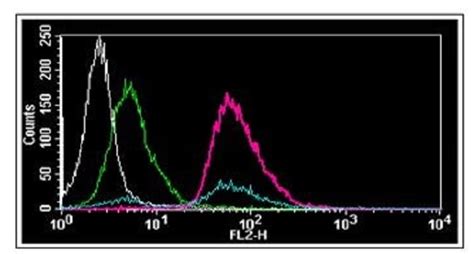 TUNEL Assay Kit - Edu-Orange (ab252888) | Abcam