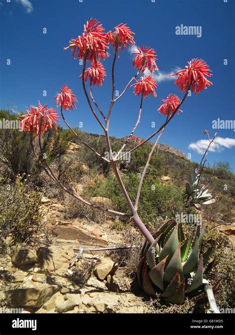 Wild Flowers Nature Veld Hi Res Stock Photography And Images Alamy