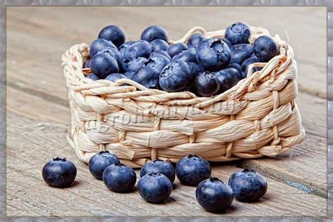 Удобрение для голубики: при посадке, весной, летом, осенью