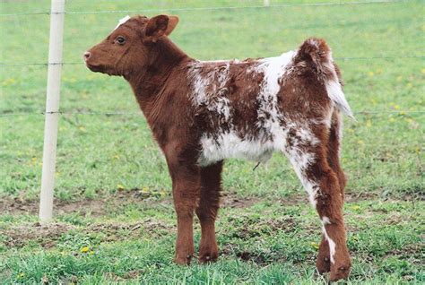 Beef Shorthorn Show Cattle