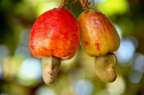 Cashew Nut Farming Guide: From Plantation To Harvesting Of Cashew