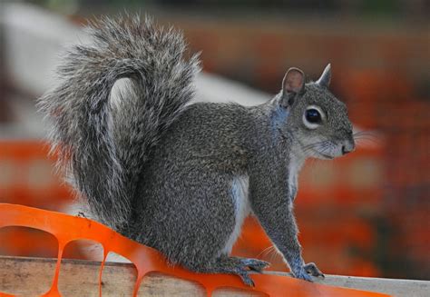 Birdwalkermonday 31 3 2017 Miami Florida Eastern Gray Squirrel