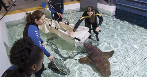 New York Aquarium To Debut New Sharks Exhibit - CBS New York