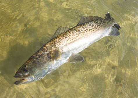 What Bait To Use For Spotted Sea Trout At Helen Zook Blog