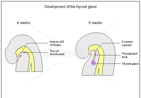 Development Of Thyroid Gland Diagram